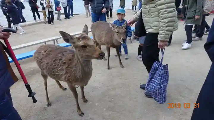 厳島神社の動物