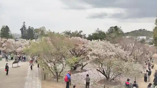 仁和寺の庭園