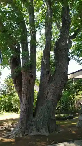 由比若宮（元鶴岡八幡宮）の自然
