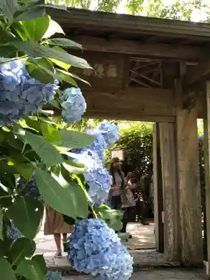 明月院の山門・神門