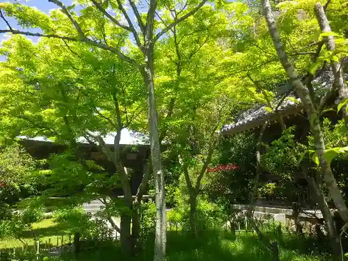 浄光明寺の自然