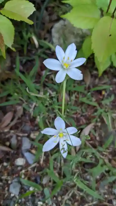 玉野御嶽神社の自然