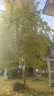 稲荷神社の自然