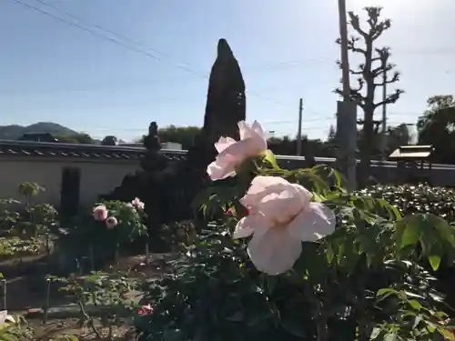 真言宗　善通寺派　薬王寺の自然