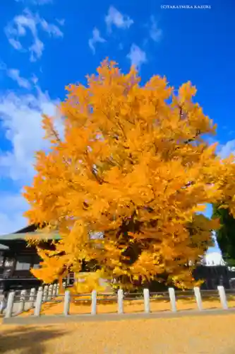 葛飾八幡宮(千葉県)