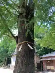 春日部八幡神社の自然