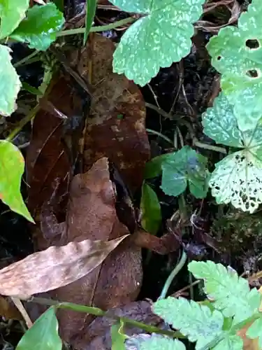 安養寺（立木観音）(滋賀県)