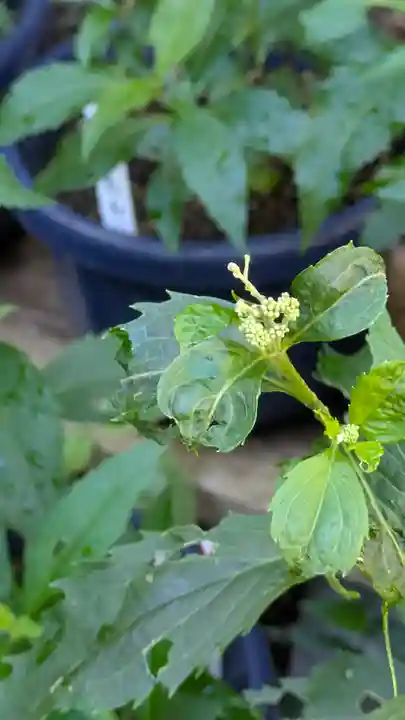 行願寺(革堂)(京都府)