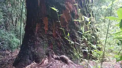 赤井嶽薬師 常福寺の自然