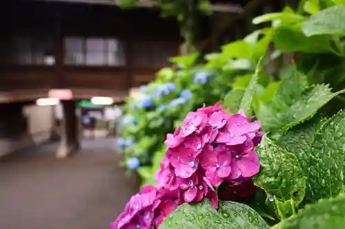 白山神社の自然