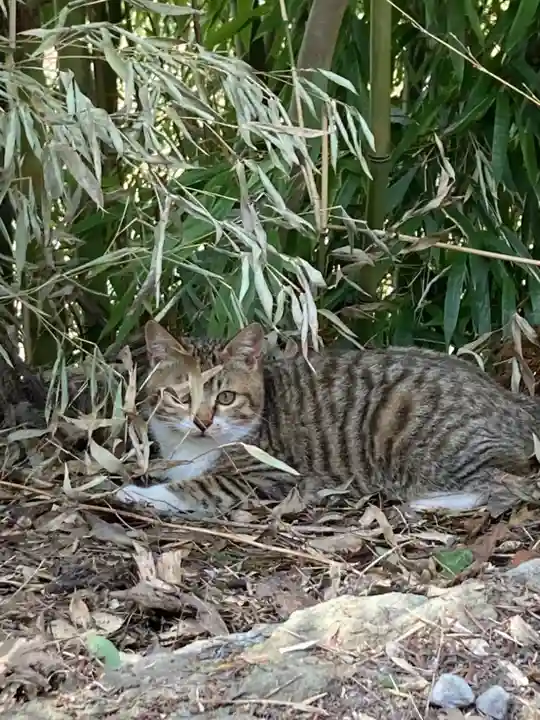 鹿角八坂神社の動物