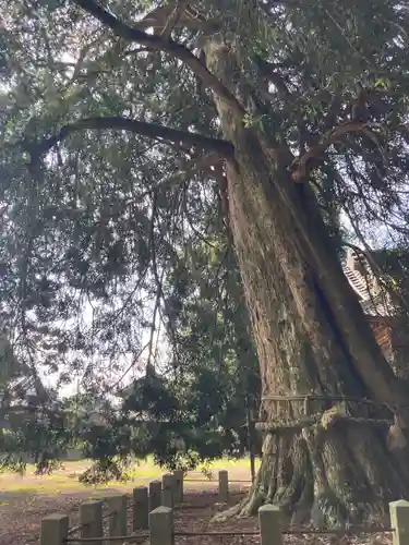 小宅八幡神社(栃木県)