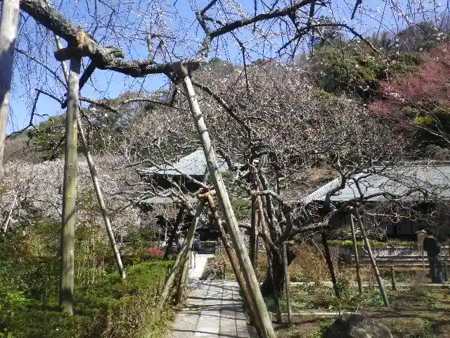 瑞泉寺の庭園