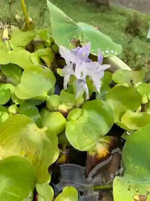 日光ぽっくり地蔵　等泉寺の自然