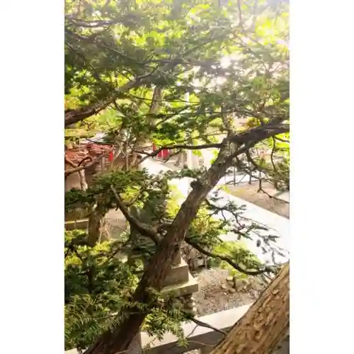 彌彦神社　(伊夜日子神社)の自然