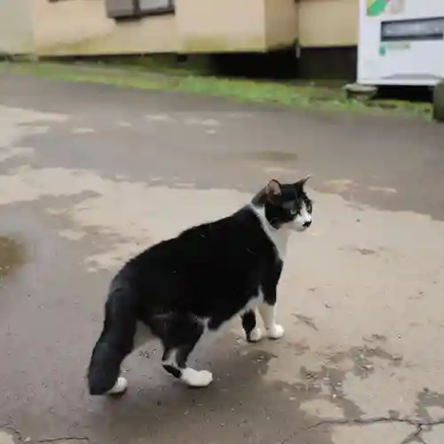 間々田八幡宮の動物