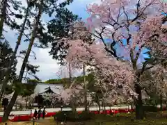 醍醐寺の自然