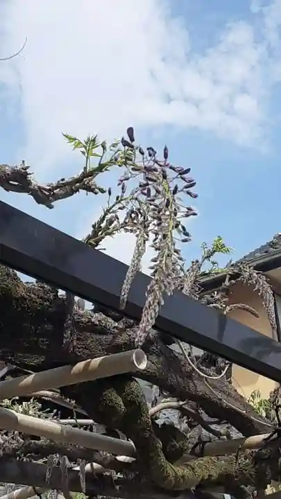 西方山極楽寺の自然