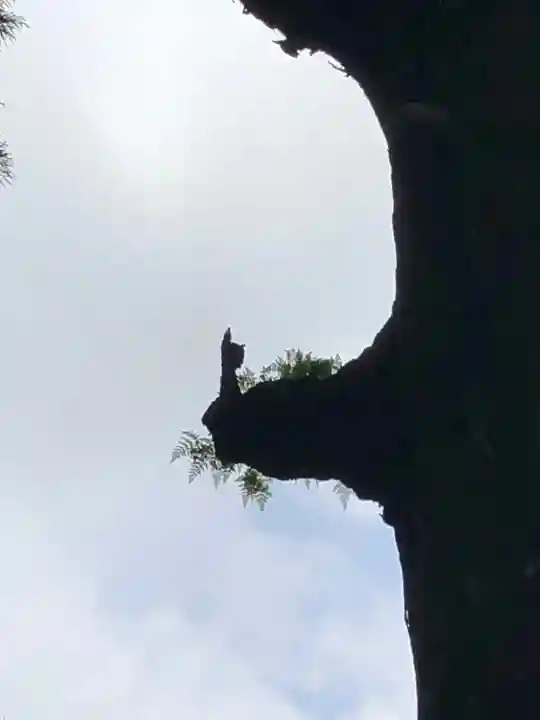 霧島神宮の自然