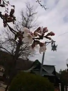 賀羅加波神社の自然(2021年03月20日(土) 10時46分51秒投稿)