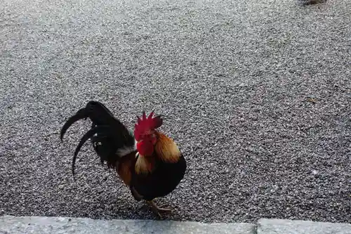 石上神宮の動物