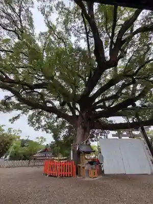 百舌鳥八幡宮(大阪府)
