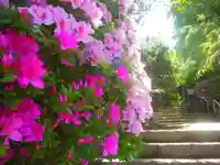 安國論寺(安国論寺)の自然