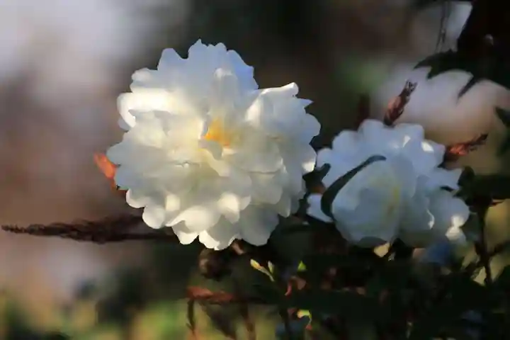 豊景神社の自然