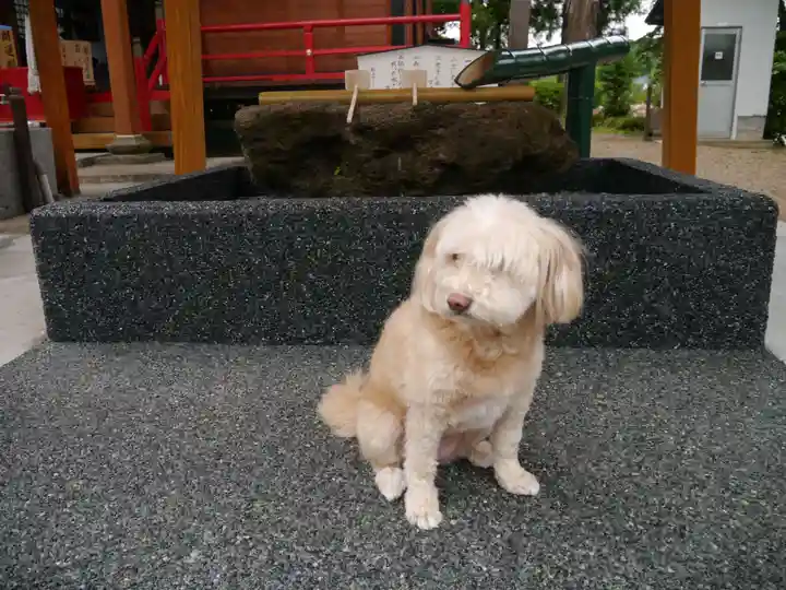 皇大神社の動物