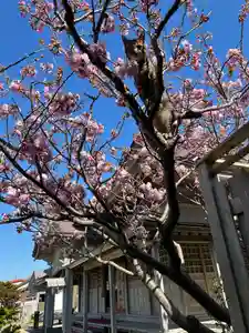 🌸乙部八幡神社(北海道)(2024年05月02日(木) 14時59分37秒投稿)