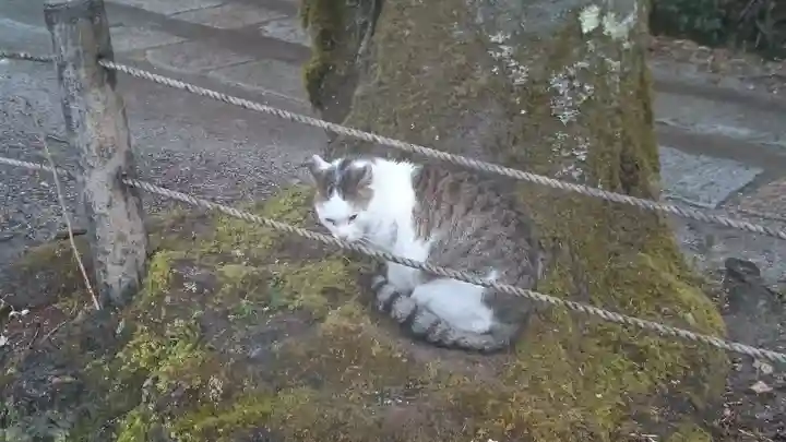 熊野若王子神社の動物