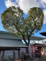 南宮宇佐八幡神社(脇浜神社)の自然