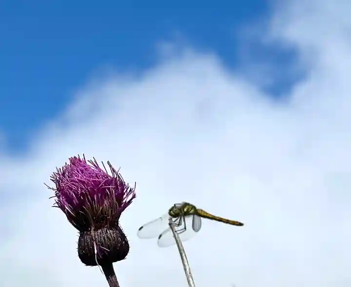 禰固岳神社(長野県)