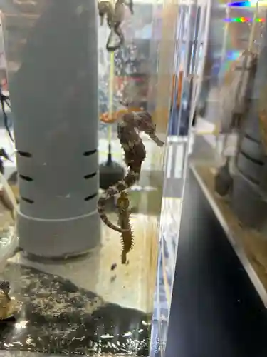 二見興玉神社(三重県)