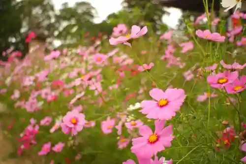 般若寺 ❁﻿コスモス寺❁(奈良県)
