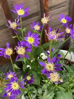 妙蓮寺(神奈川県)