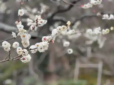 長谷寺(神奈川県)