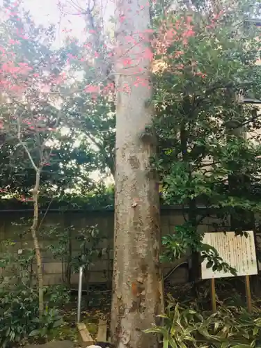 馬橋稲荷神社の自然