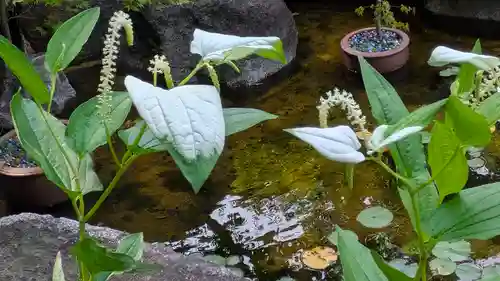 岡寺（龍蓋寺）(奈良県)