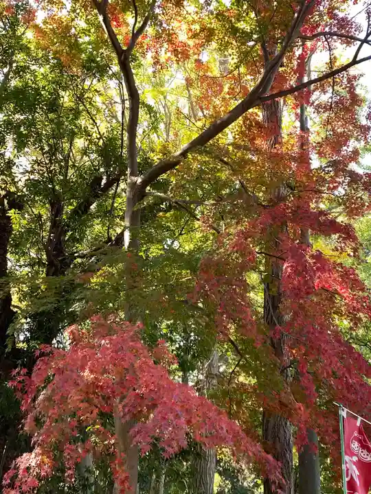 篠原八幡神社の自然