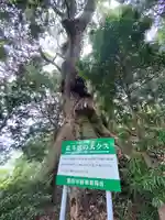 大楠神社の自然