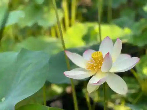 伊勢の国 四天王寺の自然