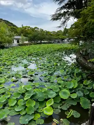鶴岡八幡宮(神奈川県)