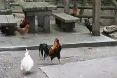 石上神宮の動物