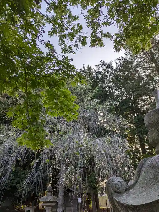 伏木香取神社(茨城県)