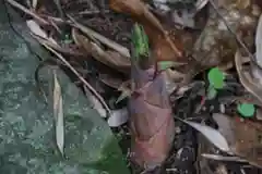 大六天麻王神社の自然