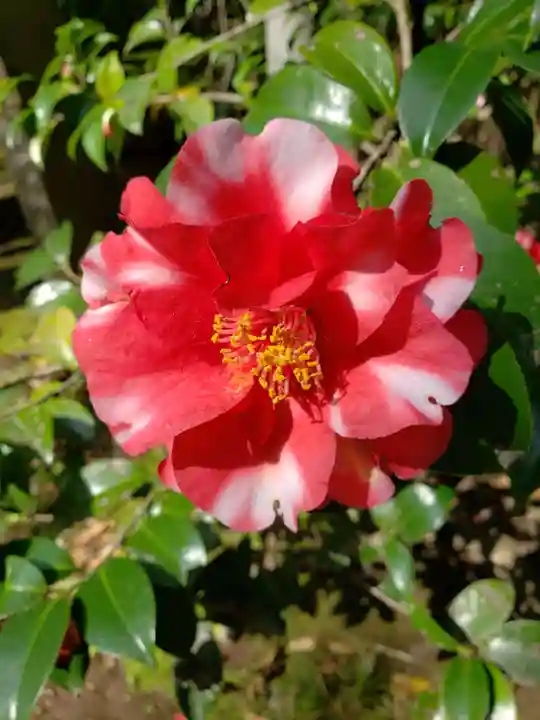赤坂氷川神社(東京都)