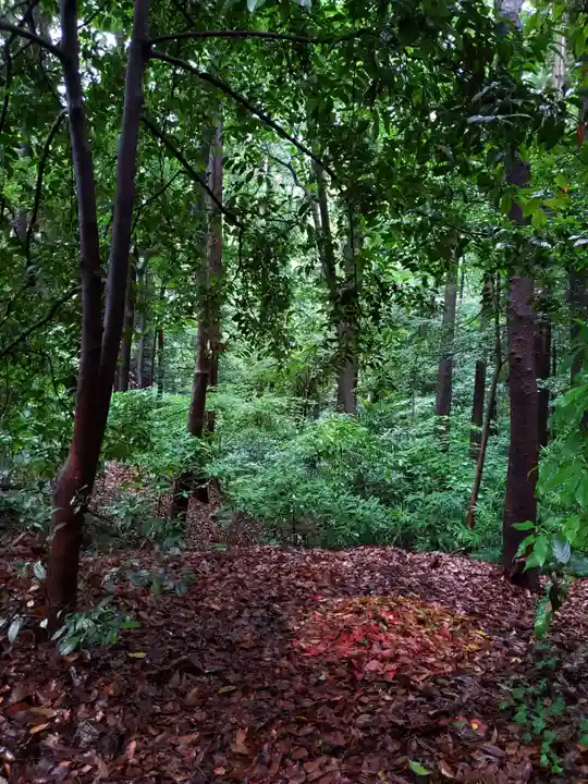 明治神宮の自然