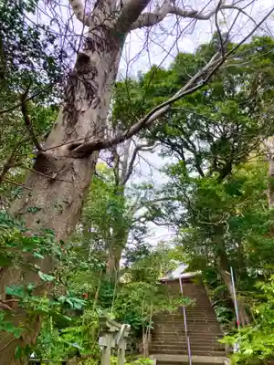 神崎神社(千葉県)
