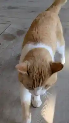 智恩寺(京都府)